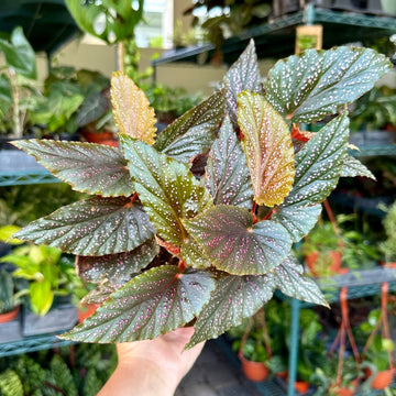 4” Angel Wing Begonia pink maculata