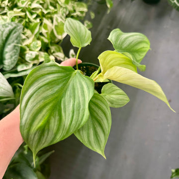 4” Philodendron pastazum x plowmanii