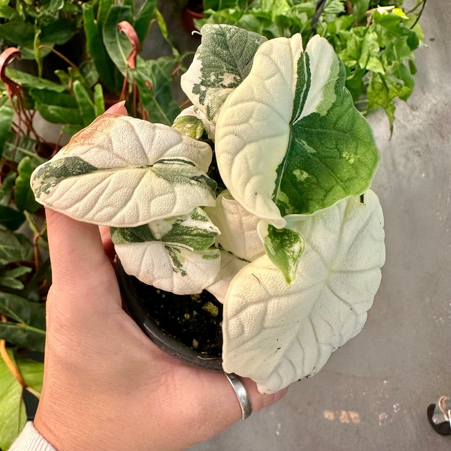 Alocasia Melo Var. albo - 4” pot
