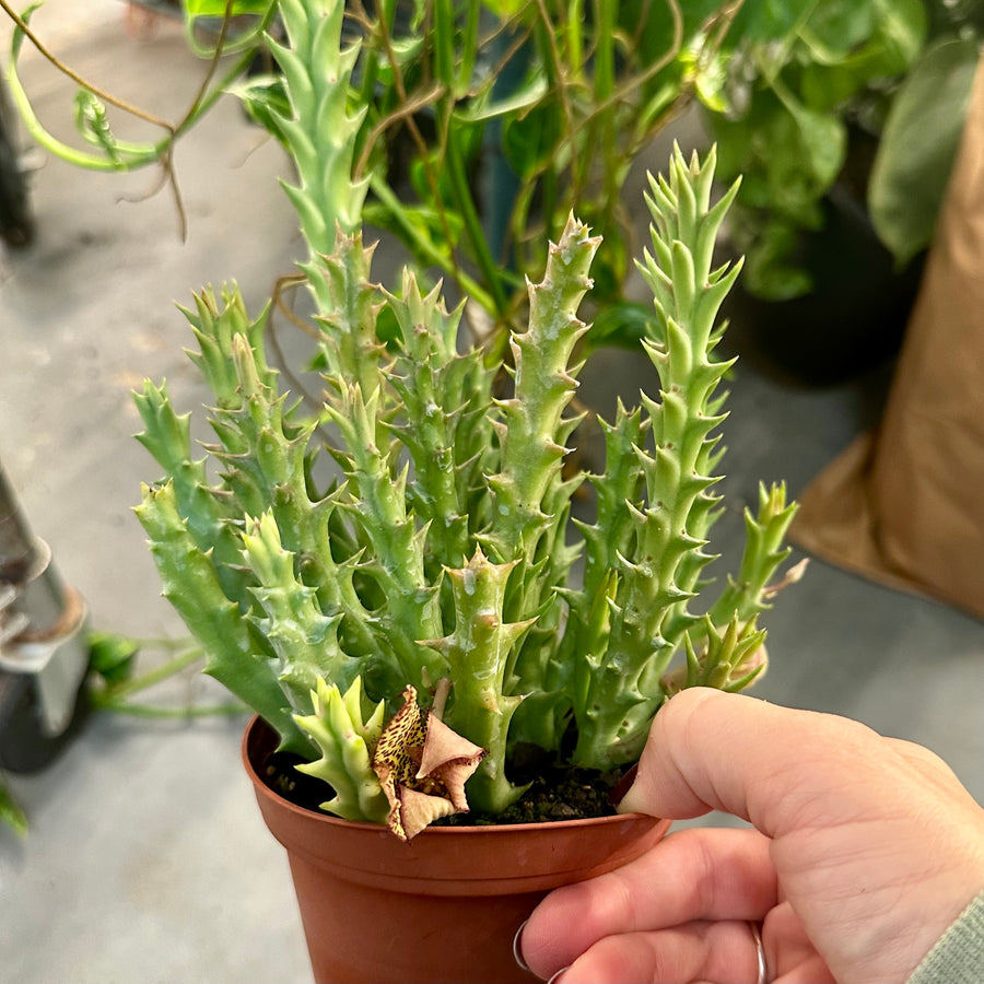 4” orbea speciosa