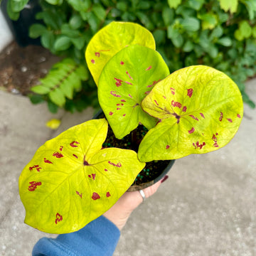 4” Caladium yellow leopard