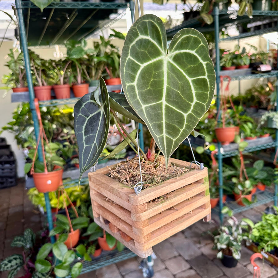 6” Anthurium Clarinervium in crate