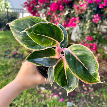 4” Aglaonema Siam Pink