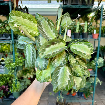 6” Silver Band Maranta