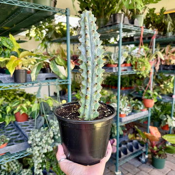 Cactus white ghost boobie - 4” pot (short)