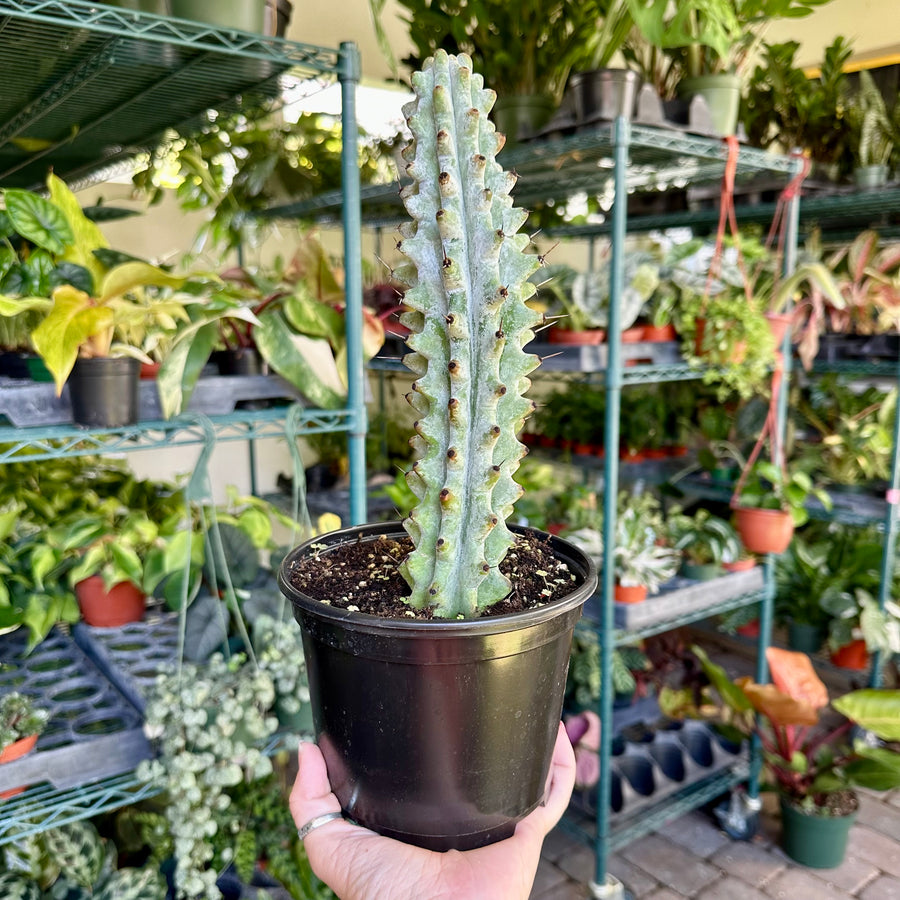 Cactus white ghost boobie - 4” pot (short)