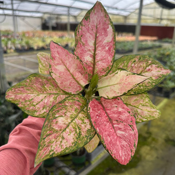 4” Aglaonema cotton candy