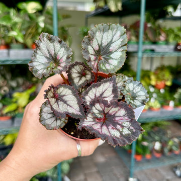 4” Begonia Harmony’s double vision
