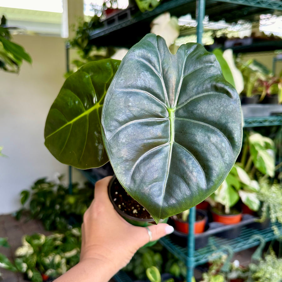 6” Alocasia dragon bone