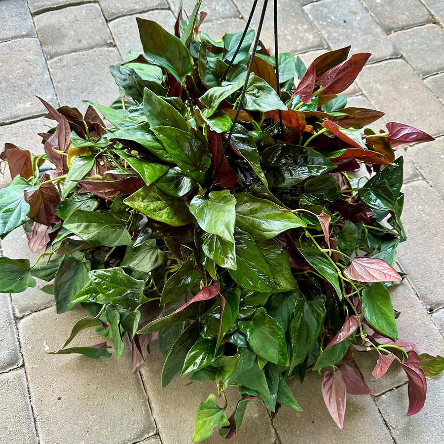 Syngonium red arrow XL - 8