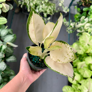 4” Aglaonema white cochin