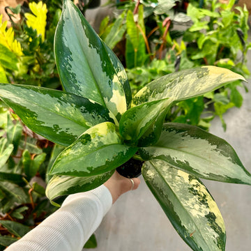 4” Aglaonema Suvarnabhumi Variegated