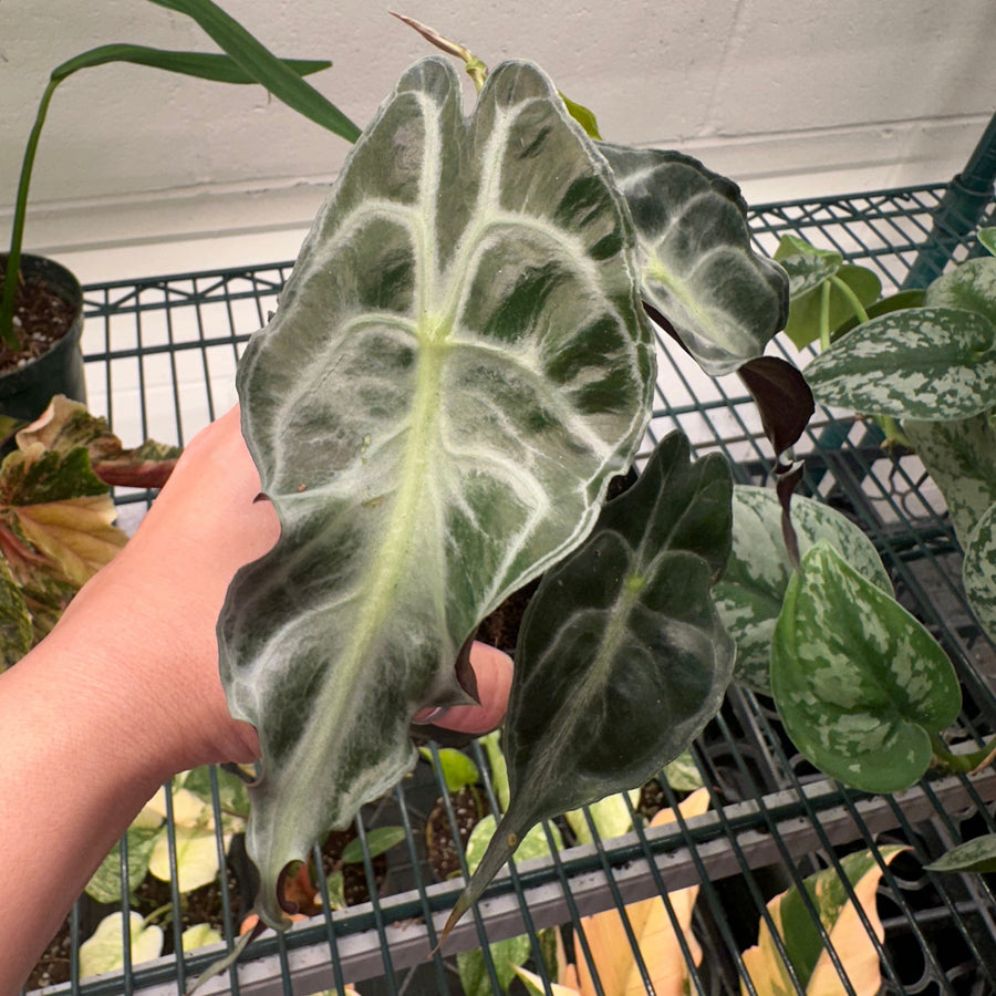 Alocasia venom - 4