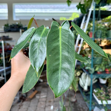 4” Philodendron spiritus sancti