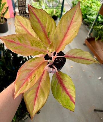 4” Aglaonema Iris