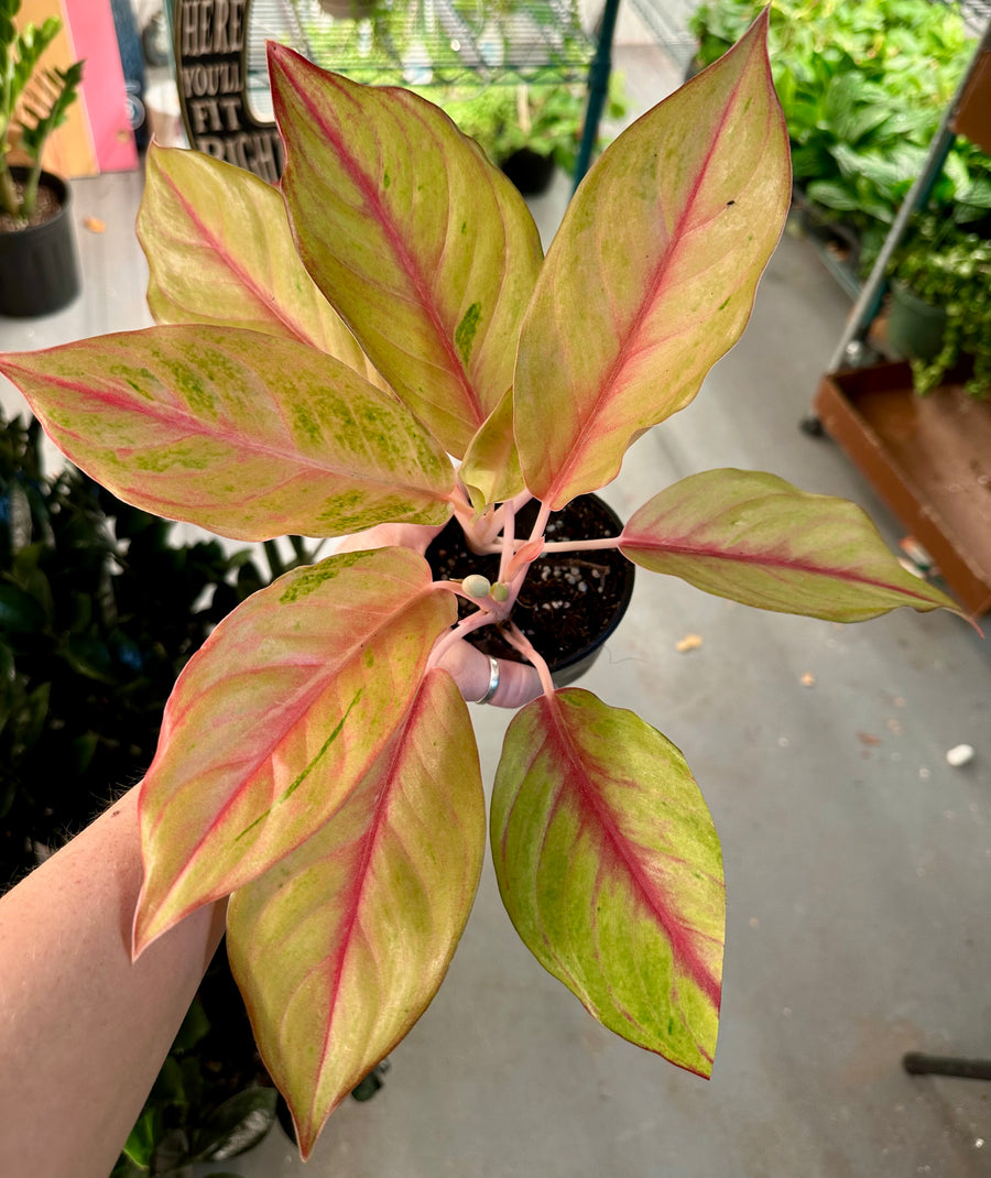 4” Aglaonema Iris