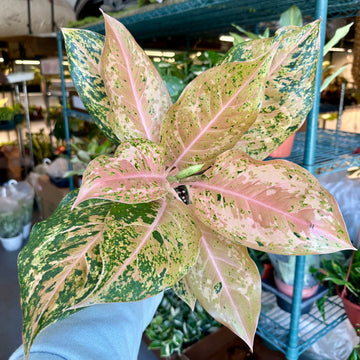 4” Aglaonema Orange Goldstar