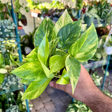 Neon Queen Pothos - 8” pot - indoor, easy care, houseplant