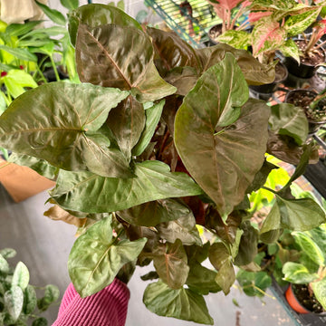 6” Syngonium merry maria