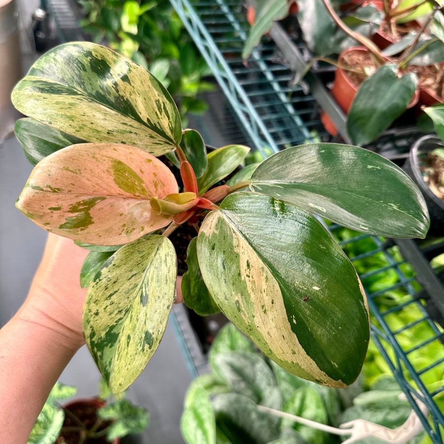 congo leaf philodendron Philodendron Congo Marble Mint