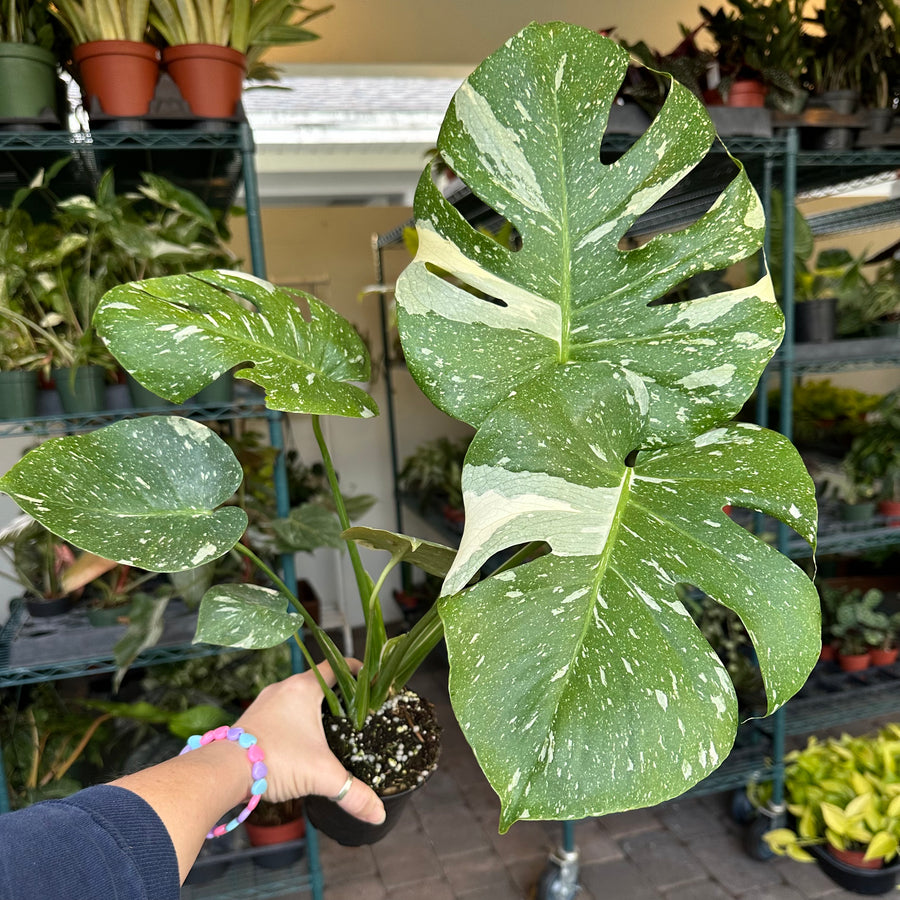 4” Monstera Thai Constellation - large with high variegation
