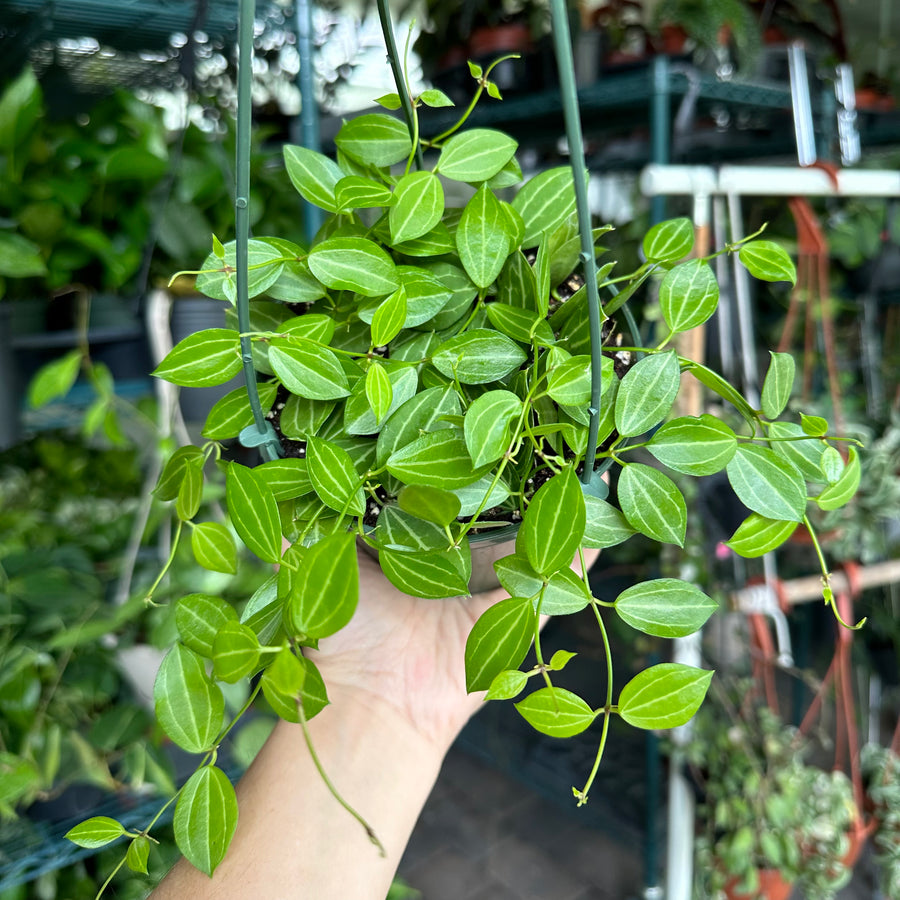 5” Dischidia ovata - watermelon dischidia