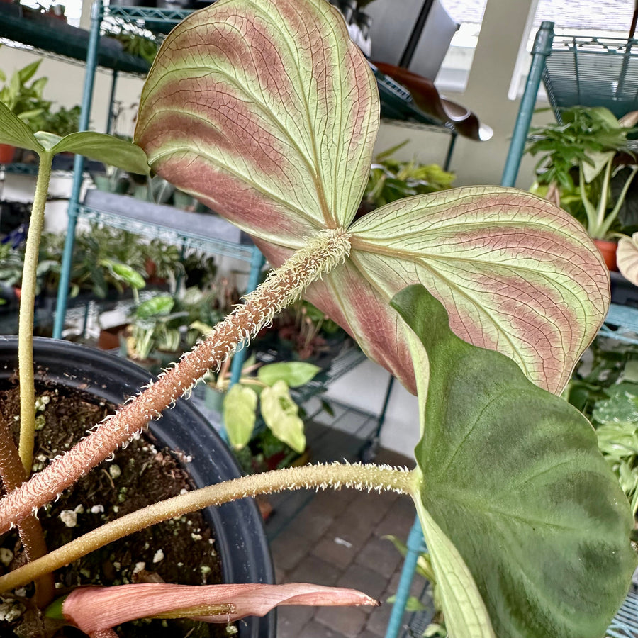 Philodendron verrucosum - small - 4” pot