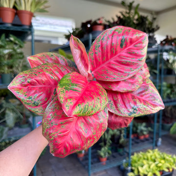 4” Aglaonema orange sombat