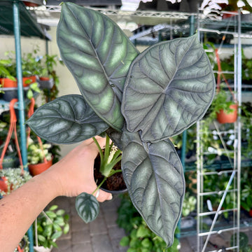6” Alocasia dragon scale