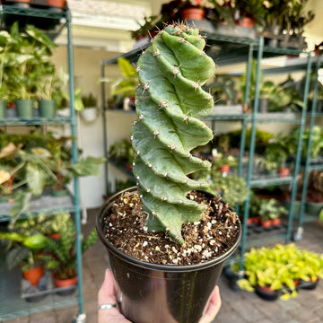 4” Spiralis Cactus