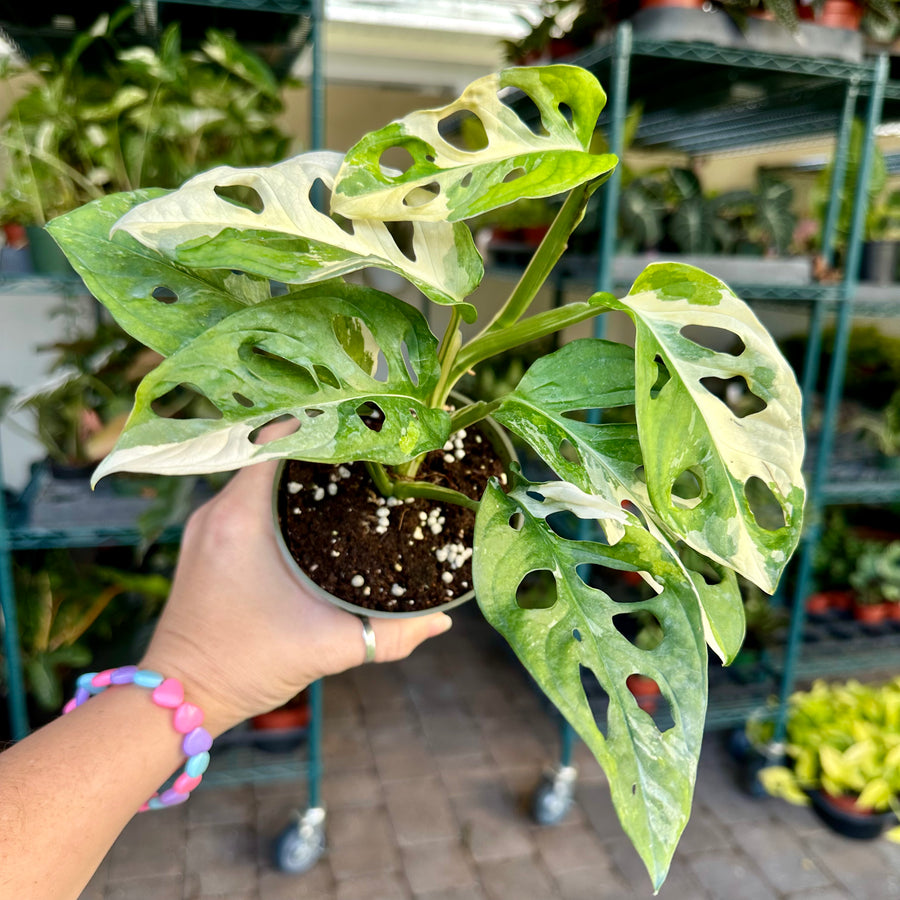 4” Monstera adansonii albo - variegated swiss cheese plant