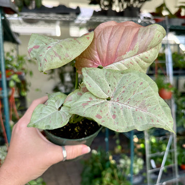 4” Syngonium confetti