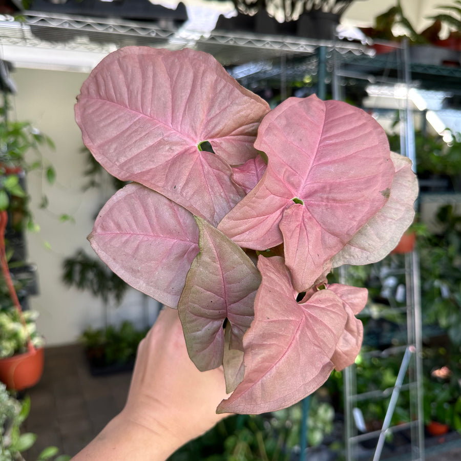4” Syngonium pink