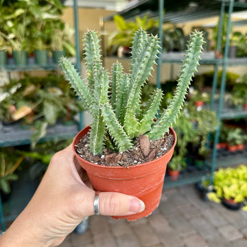 4” Lifesaver cactus