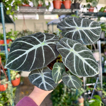 4” Alocasia ninja - similar plant to 'black velvet'
