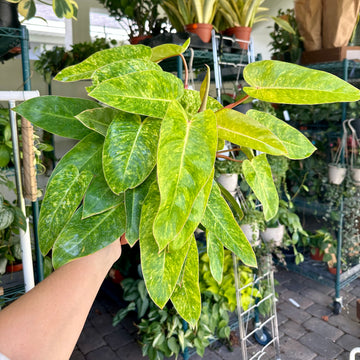 6” Philodendron painted lady