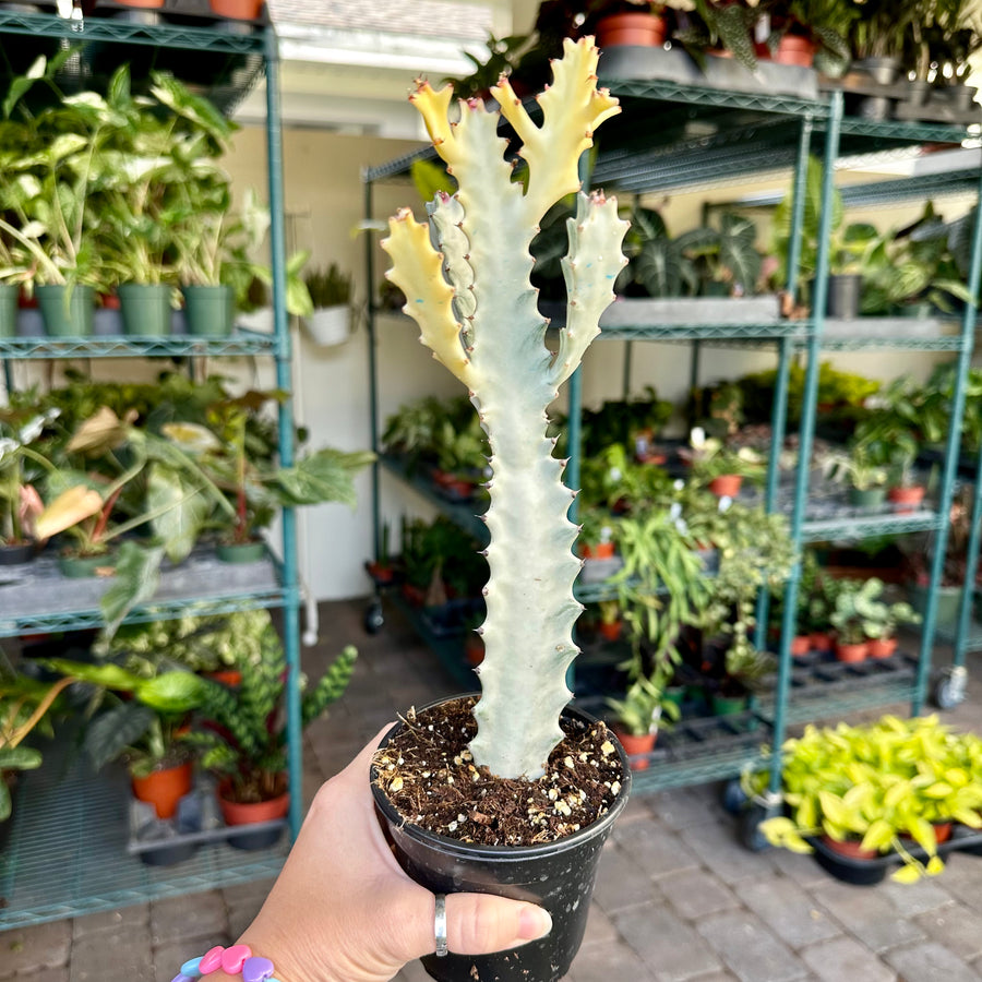 4” Ghost cactus
