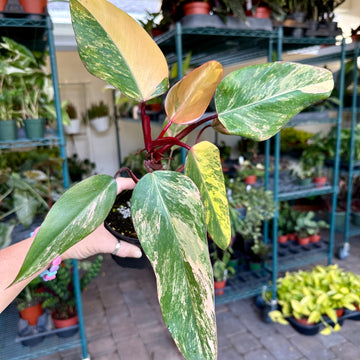 4” Philodendron 'Strawberry Shake'