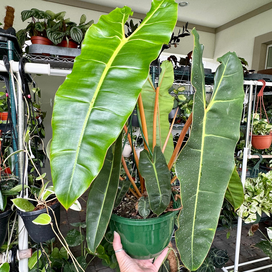 Philodendron 'Billietiae' - large 8” pot