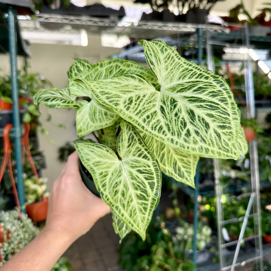 4” Syngonium batik