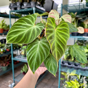 Philodendron verrucosum - small - 4” pot