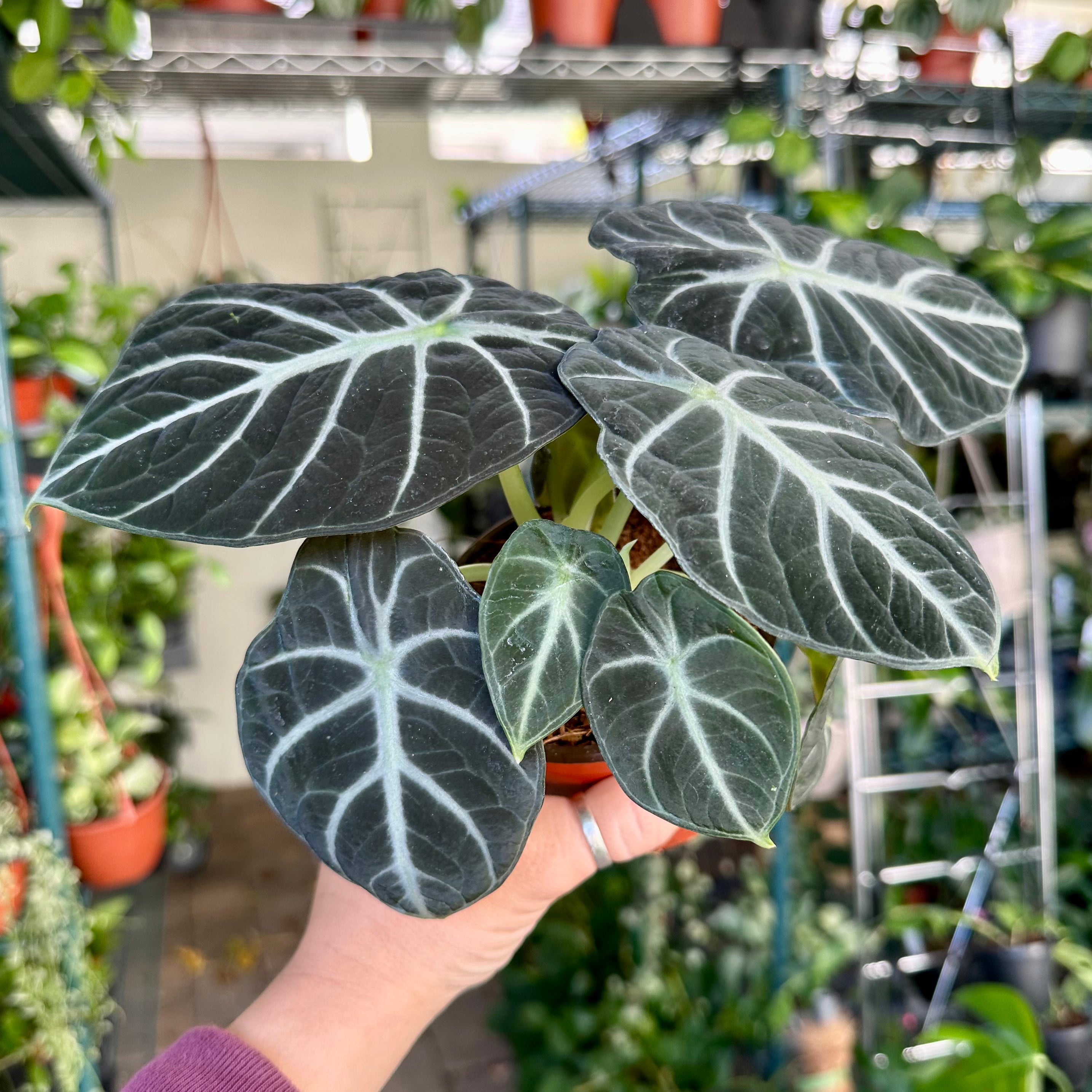 4” Alocasia ninja - similar plant to 'black velvet' – Land