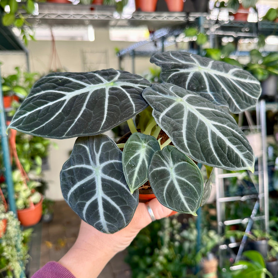 4” Alocasia ninja - similar plant to 'black velvet'