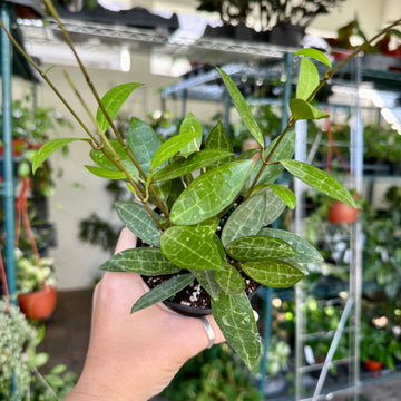 4” Hoya elliptica black petiole