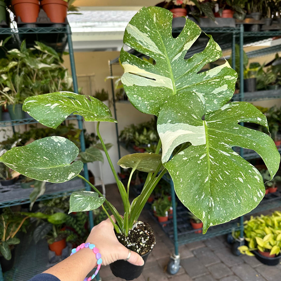 6” Monstera Thai Constellation - 2 plants per pot