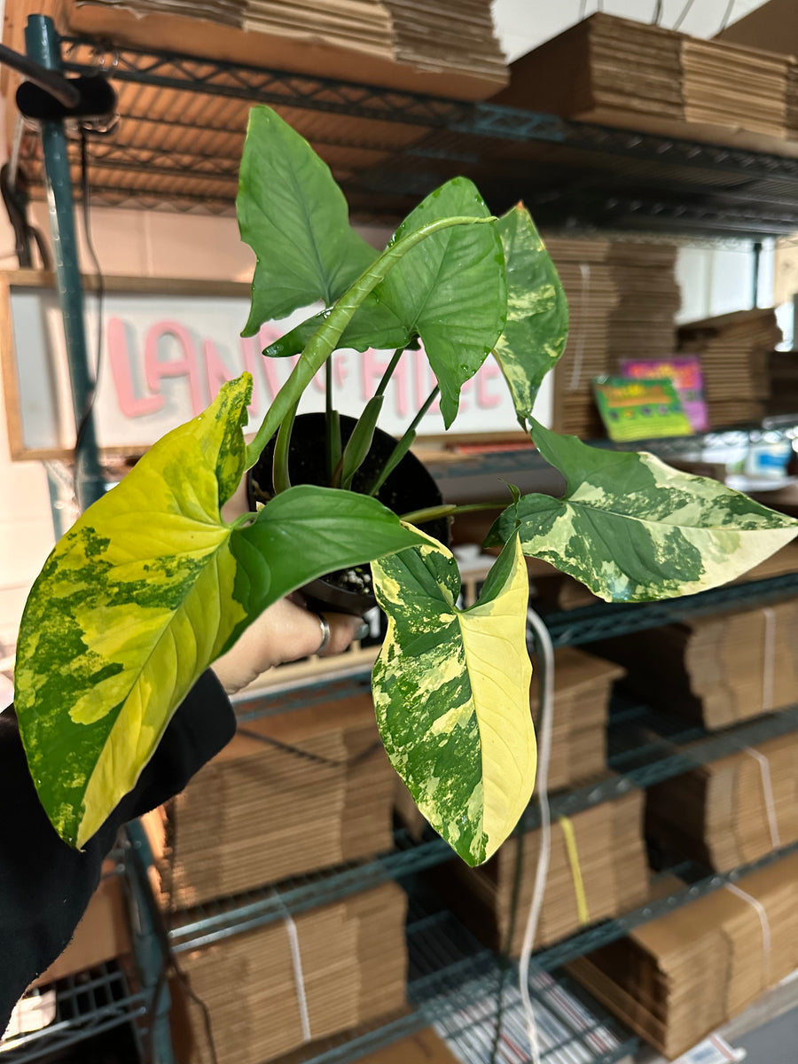 4” Syngonium aurea