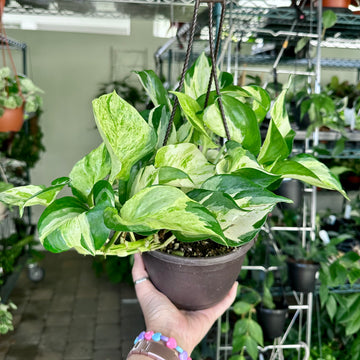 8” Manjula Pothos - lush indoor hanging, trailing plant