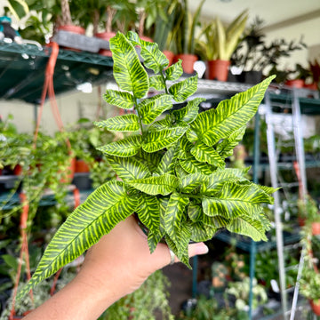 4” Golden Zebra fern