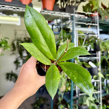 Hoya lambii
