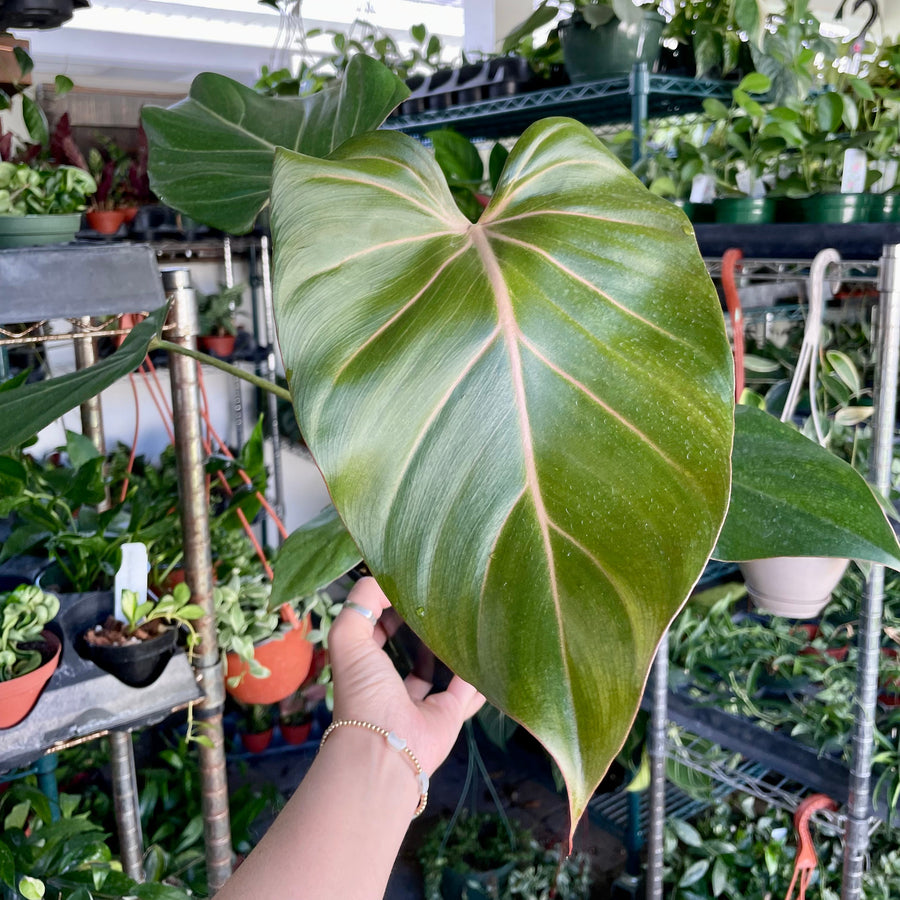 4” Philodendron Summer Glory - (P. Gloriosum X P. McColley's Finale)